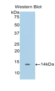 CCL3 / MIP-1-Alpha Antibody - Western blot of recombinant CCL3 / MIP-1-Alpha.  This image was taken for the unconjugated form of this product. Other forms have not been tested.