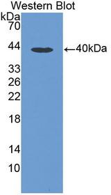 CCL3 / MIP-1-Alpha Antibody - Western Blot; Sample: Recombinant protein.