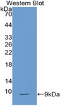 CCL3 / MIP-1-Alpha Antibody - Western blot of recombinant CCL3 / MIP-1-Alpha.