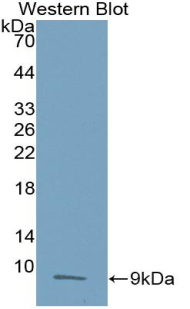 CCL3 / MIP-1-Alpha Antibody - Western blot of recombinant CCL3 / MIP-1-Alpha.