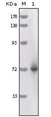 CCL3 / MIP-1-Alpha Antibody - Western blot of HRP mouse mAb against full-length HRP recombinant protein.