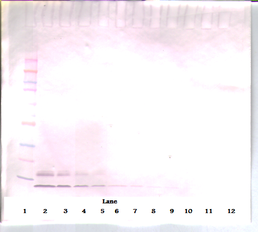 CCL3 / MIP-1-Alpha Antibody - Anti-Human MIP-1a (CCL3) Western Blot Unreduced