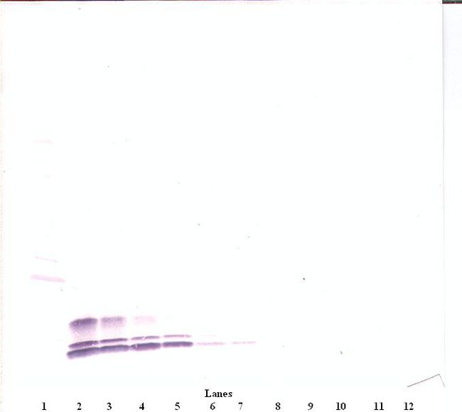CCL3 / MIP-1-Alpha Antibody - Western Blot (reducing) of CCL3 antibody. This image was taken for the unconjugated form of this product. Other forms have not been tested.