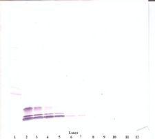 CCL3 / MIP-1-Alpha Antibody - Western Blot (reducing) of CCL3 antibody. This image was taken for the unconjugated form of this product. Other forms have not been tested.