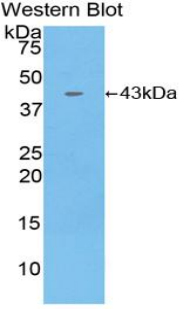 CCL4 / MIP-1 Beta Antibody - Western blot of recombinant CCL4 / SYCA4.  This image was taken for the unconjugated form of this product. Other forms have not been tested.