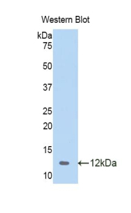 CCL4 / MIP-1 Beta Antibody - Western blot of recombinant CCL4 / SYCA4.  This image was taken for the unconjugated form of this product. Other forms have not been tested.