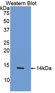 CCL4 / MIP-1 Beta Antibody - Western Blot; Sample: Recombinant protein.