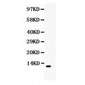 CCL4 / MIP-1 Beta Antibody - CCL4 antibody Western blot. All lanes: Anti CCL4 at 0.5 ug/ml. WB: HELA Whole Cell Lysate at 40 ug. Predicted band size: 11 kD. Observed band size: 11 kD.