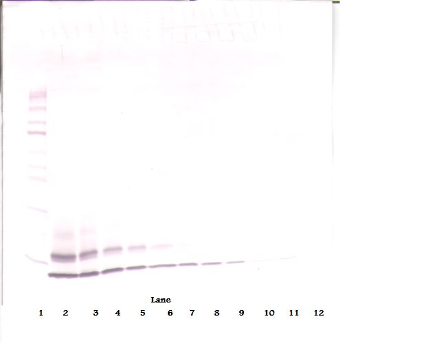 CCL4 / MIP-1 Beta Antibody - Western Blot (non-reducing) of CCL4 antibody. This image was taken for the unconjugated form of this product. Other forms have not been tested.