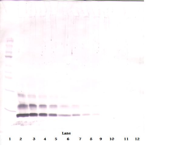 CCL4 / MIP-1 Beta Antibody - Western Blot (reducing) of CCL4 antibody. This image was taken for the unconjugated form of this product. Other forms have not been tested.