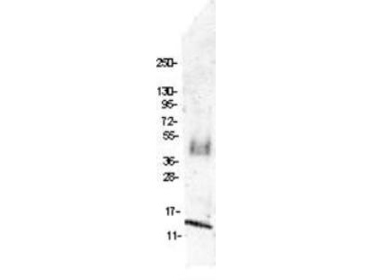 CCL4 / MIP-1 Beta Antibody - Western blot of protein-A purified Anti-MIP-1 (CCL4) antibody shows detection of recombinant swine MIP-1 (CCL4) raised in yeast. The protein was purified and resolved by SDS-PAGE, then transferred to PVDF membrane. Membrane was blocked with 3% BSA (BSA-30, diluted 1:10), and probed with 4 g/mL primary antibody overnight at 4C. After washing, membrane was probed with IRDye800 Conjugated Goat Anti-Rabbit IgG (p/n 611-132-122) at 1:20000 for 45 min at room temperature.