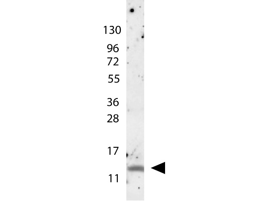 CCL4 / MIP-1 Beta Antibody - Anti-MIP-1beta Antibody - Western Blot. anti-Human MIP-1beta antibody shows detection of a band ~15 kD in size corresponding to recombinant human MIP-1beta. The identity of the faint higher molecular weight band may represent a homodimer. Molecular weight markers are also shown (left). After transfer, the membrane was blocked overnight with 3% BSA in TBS followed by reaction with primary antibody at a 1:1000 dilution. Detection occurred using peroxidase conjugated anti-Rabbit IgG (LS-C60865) secondary antibody diluted 1:40000 in blocking buffer (p/n MB-070) for 30 min at RT followed by reaction with FemtoMax chemiluminescent substrate. Image was captured using VersaDoc MP 4000 imaging system (Bio-Rad).