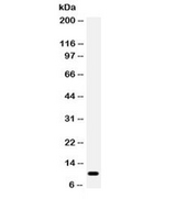 CCL4 / MIP-1 Beta Antibody