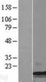 CCL4 / MIP-1 Beta Protein - Western validation with an anti-DDK antibody * L: Control HEK293 lysate R: Over-expression lysate