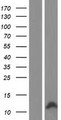 CCL4L1 Protein - Western validation with an anti-DDK antibody * L: Control HEK293 lysate R: Over-expression lysate
