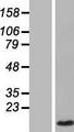 CCL4L1 Protein - Western validation with an anti-DDK antibody * L: Control HEK293 lysate R: Over-expression lysate