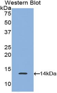 CCL5 / RANTES Antibody - Western blot of recombinant CCL5 / RANTES.  This image was taken for the unconjugated form of this product. Other forms have not been tested.