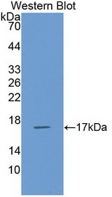 CCL5 / RANTES Antibody - Western Blot; Sample: Recombinant protein.