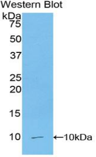 CCL5 / RANTES Antibody - Western blot of recombinant CCL5 / RANTES.  This image was taken for the unconjugated form of this product. Other forms have not been tested.