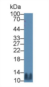 CCL5 / RANTES Antibody - Western Blot; Sample: Mouse Spleen lysate; Primary Ab: 5µg/ml Rabbit Anti-Canine RANTES Antibody Second Ab: 0.2µg/mL HRP-Linked Caprine Anti-Rabbit IgG Polyclonal Antibody