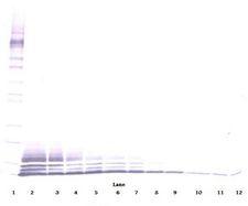CCL5 / RANTES Antibody - Western Blot (non-reducing) of CCL5 / RANTES antibody. This image was taken for the unconjugated form of this product. Other forms have not been tested.