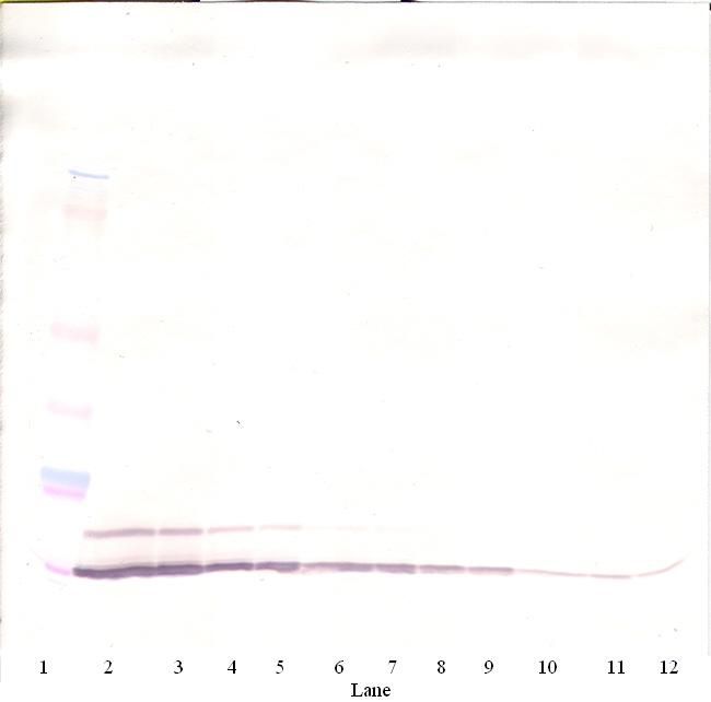 CCL5 / RANTES Antibody - Western Blot (non-reducing) of CCL5 / RANTES antibody. This image was taken for the unconjugated form of this product. Other forms have not been tested.