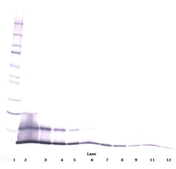 CCL5 / RANTES Antibody - Western Blot (reducing) of CCL5 / RANTES antibody. This image was taken for the unconjugated form of this product. Other forms have not been tested.
