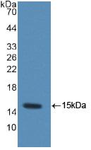 Ccl6 Antibody - Western Blot; Sample: Recombinant MRP1, Rat.