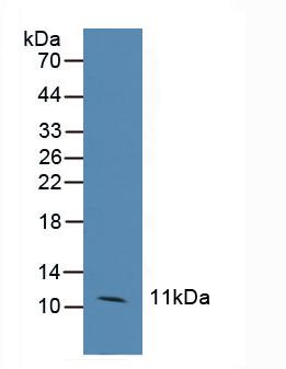 Ccl6 Antibody - Western Blot; Sample: Human Hela Cells.