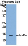 Ccl6 Antibody - Western blot of recombinant C10 / CCL6.  This image was taken for the unconjugated form of this product. Other forms have not been tested.