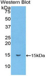 Ccl6 Antibody - Western blot of recombinant C10 / CCL6.  This image was taken for the unconjugated form of this product. Other forms have not been tested.