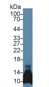 Ccl6 Antibody - Western Blot; Sample: Mouse Pancreas lysate; Primary Ab: 5µg/ml Rabbit Anti-Mouse MRP1 Antibody Second Ab: 0.2µg/mL HRP-Linked Caprine Anti-Rabbit IgG Polyclonal Antibody