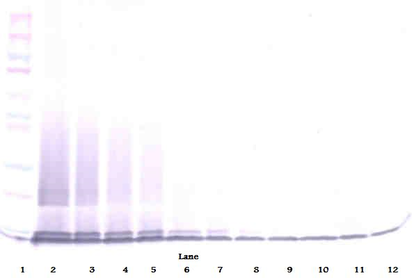 Ccl6 Antibody - Anti-Murine C10 (CCL6) Western Blot Unreduced