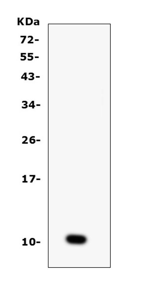 Ccl6 Antibody - Western blot analysis of CCL6 using anti-CCL6 antibody. Electrophoresis was performed on a 5-20% SDS-PAGE gel at 70V (Stacking gel) / 90V (Resolving gel) for 2-3 hours. Lane 1: recombinant mouse CCL6 protein 1ng. After Electrophoresis, proteins were transferred to a Nitrocellulose membrane at 150mA for 50-90 minutes. Blocked the membrane with 5% Non-fat Milk/ TBS for 1.5 hour at RT. The membrane was incubated with rabbit anti-CCL6 antigen affinity purified polyclonal antibody at 0.5 µg/mL overnight at 4°C, then washed with TBS-0.1% Tween 3 times with 5 minutes each and probed with a goat anti-rabbit IgG-HRP secondary antibody at a dilution of 1:10000 for 1.5 hour at RT. The signal is developed using an Enhanced Chemiluminescent detection (ECL) kit with Tanon 5200 system. A specific band was detected for CCL6 at approximately 11KD. The expected band size for CCL6 is at 11KD.