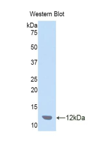 CCL7 / MCP3 Antibody - Western blot of recombinant CCL7 / MCP-3.  This image was taken for the unconjugated form of this product. Other forms have not been tested.