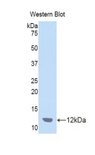 CCL7 / MCP3 Antibody - Western blot of recombinant CCL7 / MCP-3.  This image was taken for the unconjugated form of this product. Other forms have not been tested.