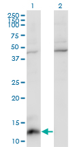 CCL7 / MCP3 Antibody - Western Blot analysis of CCL7 expression in transfected 293T cell line by CCL7 monoclonal antibody (M03), clone 4B5.Lane 1: CCL7 transfected lysate(11.2 KDa).Lane 2: Non-transfected lysate.