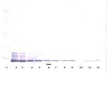 CCL7 / MCP3 Antibody - Western Blot (reducing) of CCL7 / MCP-3 antibody. This image was taken for the unconjugated form of this product. Other forms have not been tested.