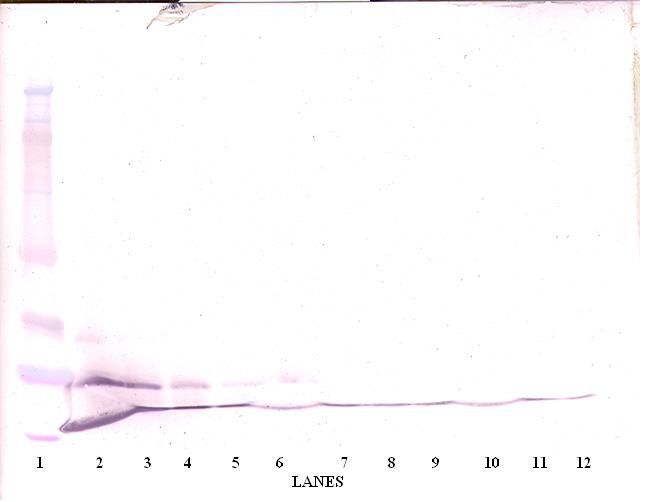CCL7 / MCP3 Antibody - Western Blot (reducing) of CCL7 / MCP-3 antibody. This image was taken for the unconjugated form of this product. Other forms have not been tested.