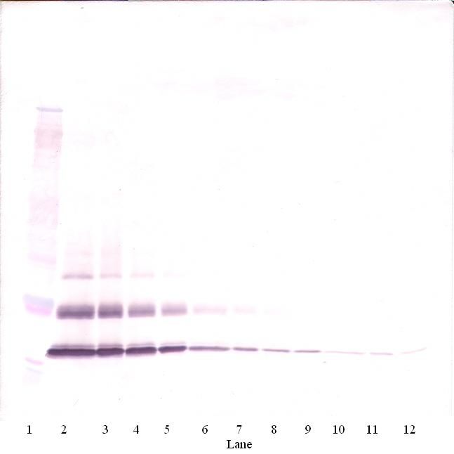 CCL7 / MCP3 Antibody - Western Blot (non-reducing) of CCL7 / MCP-3 antibody. This image was taken for the unconjugated form of this product. Other forms have not been tested.