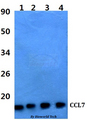 CCL7 / MCP3 Antibody - Western blot of CCL7 antibody at 1:500 dilution. Lane 1: HEK293T whole cell lysate. Lane 2: Raw264.7 whole cell lysate. Lane 3: sp2/0 whole cell lysate. Lane 4: PC12 whole cell lysate.