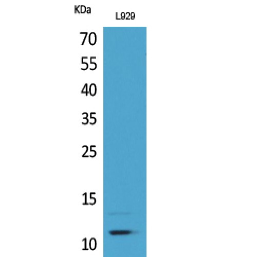 CCL8 / MCP2 Antibody - Western blot of MCP-2 antibody