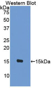 CCL8 / MCP2 Antibody - Western blot of recombinant CCL8 / MCP-2.