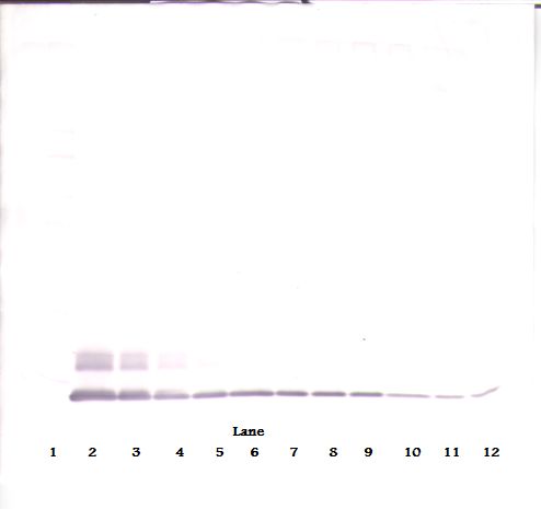 CCL8 / MCP2 Antibody - Western Blot (non-reducing) of MCP-2 / CCL8 antibody. This image was taken for the unconjugated form of this product. Other forms have not been tested.