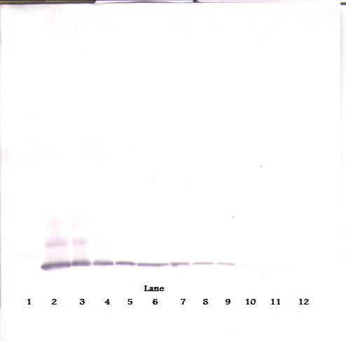 CCL8 / MCP2 Antibody - Western Blot (reducing) of MCP-2 / CCL8 antibody. This image was taken for the unconjugated form of this product. Other forms have not been tested.