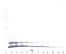 CCL8 / MCP2 Antibody - Anti-Murine MCP-2 (CCL8) Western Blot Reduced