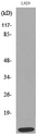 CCL8 / MCP2 Antibody - Western blot analysis of lysate from L929 cells, using CCL8 Antibody.