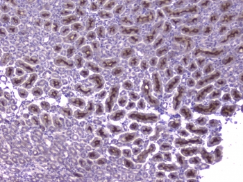 CCL8 / MCP2 Antibody - IHC staining of FFPE mouse kidney with Mcp2 antibody at 1ug/ml. HIER: boil tissue sections in pH6, 10mM citrate buffer, for 10-20 min followed by cooling at RT for 20 min.