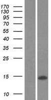 CCL8 / MCP2 Protein - Western validation with an anti-DDK antibody * L: Control HEK293 lysate R: Over-expression lysate
