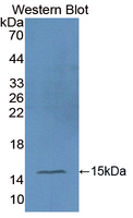 Ccl9 / MIP-1 Gamma Antibody - Western blot of Ccl9 / MIP-1 Gamma antibody.